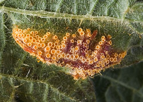 Puccinia urticata var. urticata